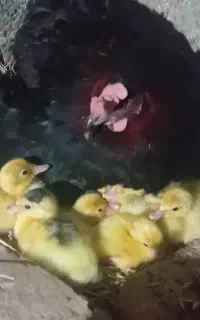 جوجه اردک اسرائیلی