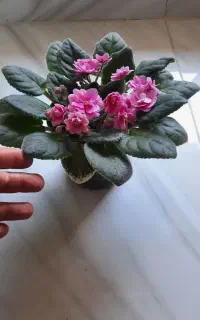 گل بنفشه