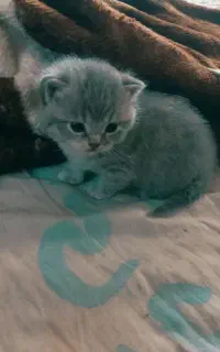گربه ماده  اسکاتیش سلور