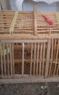قفس پرنده