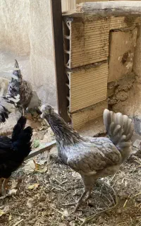 تخم نطفه دار گلین