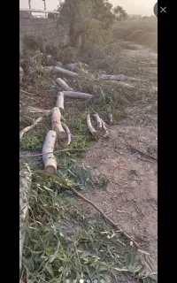 درخت بری آکالیپتوس و خرید چوب و هرسکاری