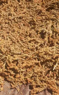 سماق ترش تازه