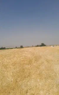 فروش کاه گندم کوفته