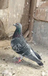کبوتر نر مسافتی