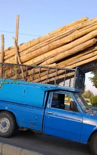 خریدار انواع چوب تر وخشک