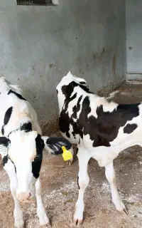 دو راس گوساله هلشتاین