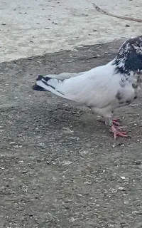 چنتا کفتر ساعتی به شرط