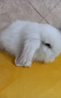 خرگوش بالغ نژاد لوب