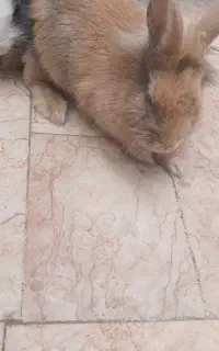 خرگوش