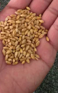 گندم شبرگ و باسیلوا