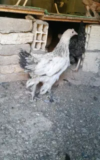 جوجه خروس