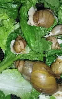 حلزون بهداشتی