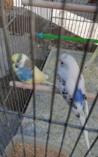 پرنده