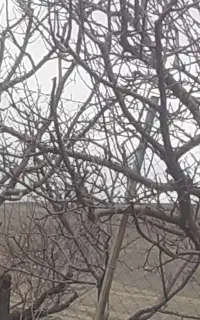 کارهای باغبانی