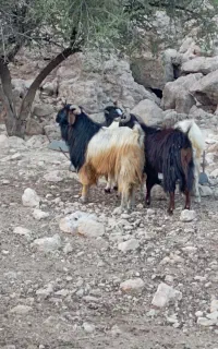 چهار رعس دوبر محلی گلهیی