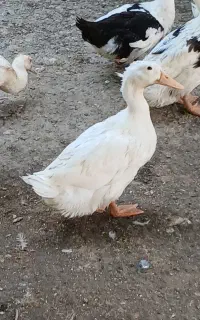اردک دورگه