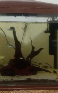 آکواریوم شرکتی