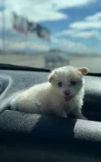 سگ شیتزو مالتیز بازیگوش