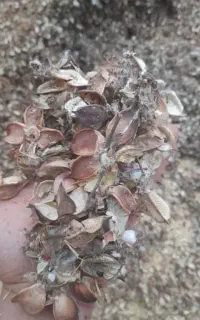 پوسته  پنبه  درجه  یک