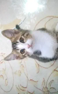 توله گربه واگذاری باهوش و خانگی