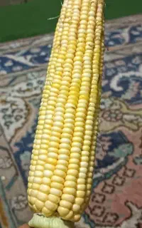 ذرت کشت اول