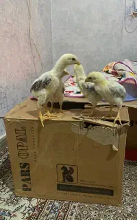 جوجه اوشامو