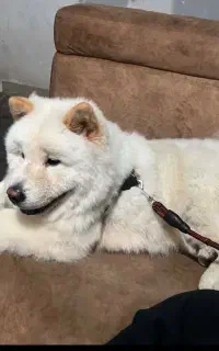 سگ چاو چاو گمشده