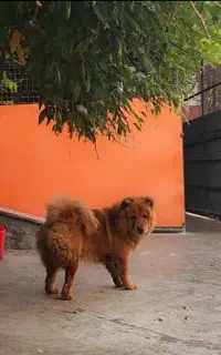 سگ‌ چاوچاو