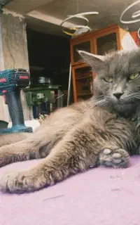 گربه راشن بلو