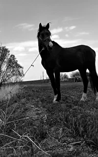 فروش دوعدد اسب