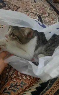 واگذاری گربه