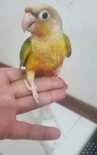گرینچیک