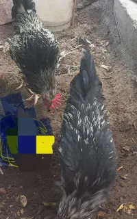 فروش جوجه مرغ وخروس