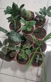گل کوچلو