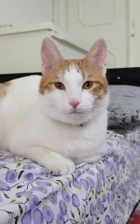 گربه خانگی