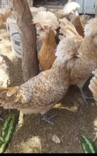 مرغ گلین تخم گذار