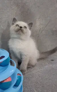 بچه گربه بریتیش بلو پوینت