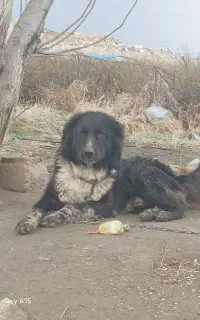 سگ نر