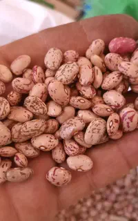 لوبیا چیتی باگونی