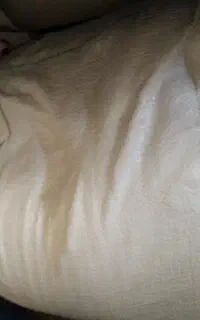 آرد غازوغوغاز مرغ گین ولری وکیمدی
