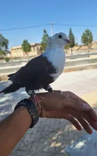 کفتر دستی سرسفید و ارشینگل