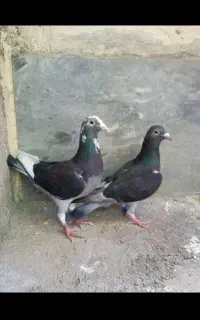 جفت آردن خالص