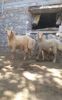 ۲عدد توغلو نر