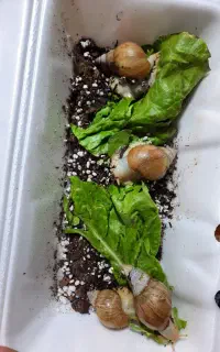 حراج حلزون