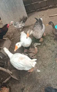 قو غاز