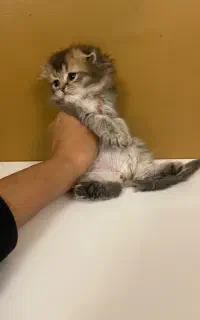 اسکاتیش های بلک گلد و بلو