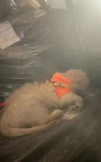 شاه توله نر