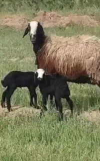مجـ،ــموعه گوسفند چـند قلـ،ــوزا  بره treoip