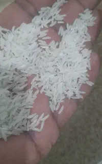 برنج فجر عالی.. امساله